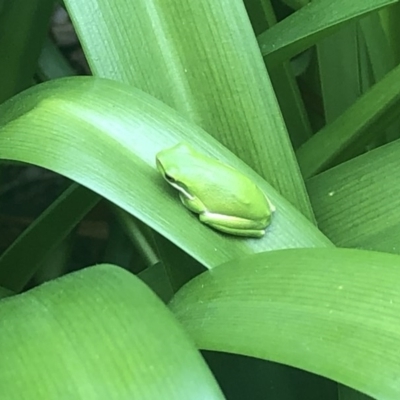 Litoria fallax (Eastern Dwarf Tree Frog) at Berry, NSW - 23 Oct 2020 by Username279