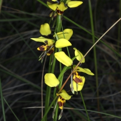 Diuris sulphurea (Tiger Orchid) at Black Mountain - 22 Oct 2020 by jb2602