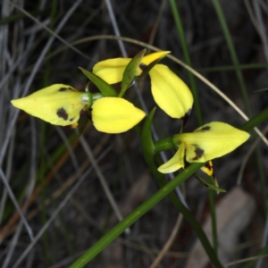 Diuris sulphurea at Point 5078 - suppressed