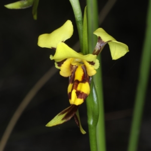 Diuris sulphurea at Point 5078 - suppressed