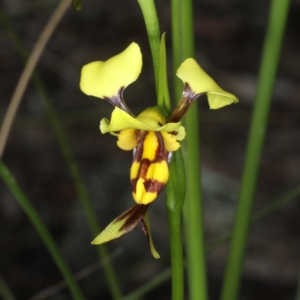 Diuris sulphurea at Point 5078 - suppressed