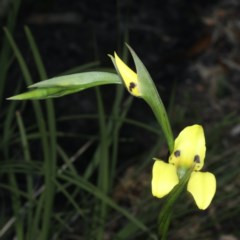 Diuris sulphurea (Tiger Orchid) at Black Mountain - 22 Oct 2020 by jb2602