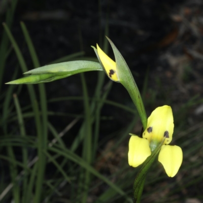 Diuris sulphurea (Tiger Orchid) at Acton, ACT - 22 Oct 2020 by jb2602