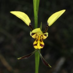 Diuris sulphurea at Acton, ACT - 22 Oct 2020