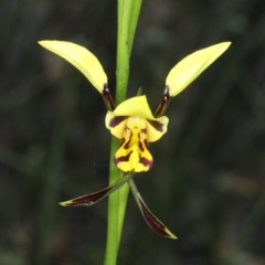 Diuris sulphurea at Acton, ACT - 22 Oct 2020