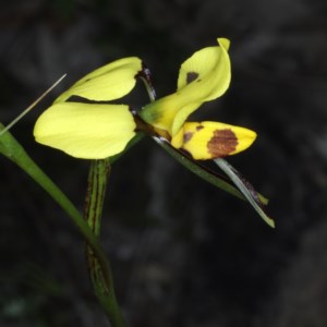 Diuris sulphurea at Acton, ACT - 22 Oct 2020