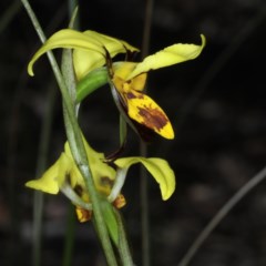 Diuris sulphurea (Tiger Orchid) at Acton, ACT - 22 Oct 2020 by jbromilow50