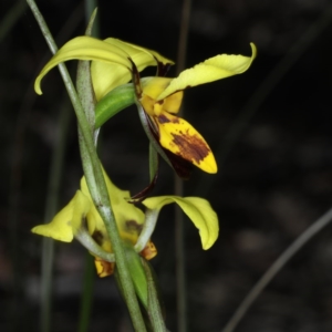 Diuris sulphurea at Acton, ACT - 22 Oct 2020