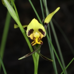 Diuris sulphurea at Acton, ACT - 22 Oct 2020