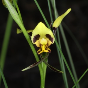 Diuris sulphurea at Acton, ACT - suppressed