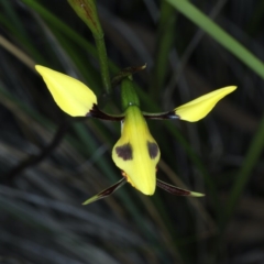 Diuris sulphurea at Acton, ACT - 22 Oct 2020