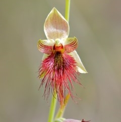 Calochilus paludosus (Strap Beard Orchid) at Woodlands - 23 Oct 2020 by Snowflake