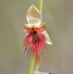 Calochilus paludosus (Strap Beard Orchid) at Wingecarribee Local Government Area - 23 Oct 2020 by Snowflake