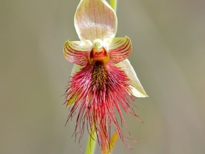 Calochilus paludosus (Strap Beard Orchid) at Woodlands, NSW - 23 Oct 2020 by Snowflake