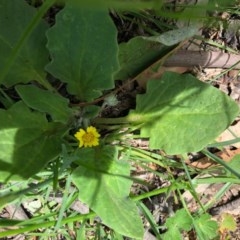 Cymbonotus sp. (preissianus or lawsonianus) (Bears Ears) at Ginninderra Falls - 22 Oct 2020 by Ange