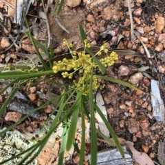 Lomandra filiformis (Wattle Mat-rush) at Wallaroo, NSW - 22 Oct 2020 by Ange