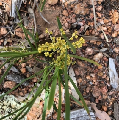 Lomandra filiformis (Wattle Mat-rush) at Wallaroo, NSW - 22 Oct 2020 by Ange