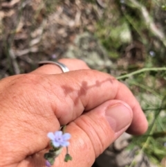 Cynoglossum australe at Wallaroo, NSW - 22 Oct 2020 01:46 PM