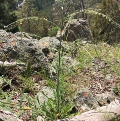 Cynoglossum australe at Wallaroo, NSW - 22 Oct 2020