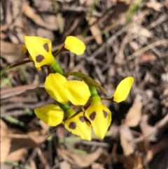 Diuris sulphurea (Tiger Orchid) at Wallaroo, NSW - 22 Oct 2020 by Ange