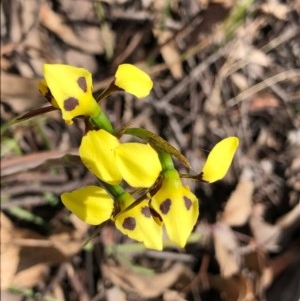 Diuris sulphurea at Wallaroo, NSW - 22 Oct 2020