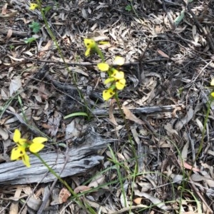 Diuris sulphurea at Wallaroo, NSW - 22 Oct 2020