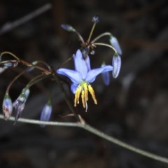 Stypandra glauca (Nodding Blue Lily) at Black Mountain - 22 Oct 2020 by jb2602