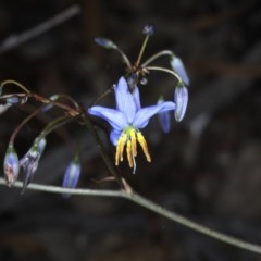 Stypandra glauca (Nodding Blue Lily) at Downer, ACT - 22 Oct 2020 by jb2602