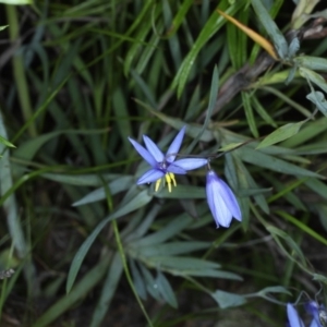 Stypandra glauca at Downer, ACT - 22 Oct 2020