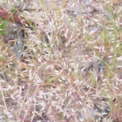 Aira elegantissima (Delicate Hairgrass) at Umbagong District Park - 23 Oct 2020 by tpreston