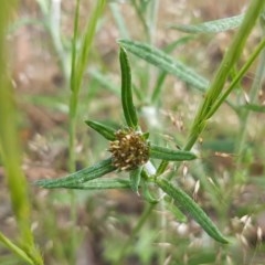 Euchiton involucratus (Star Cudweed) at Macgregor, ACT - 23 Oct 2020 by tpreston