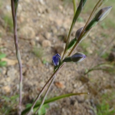 Thelymitra sp. (A Sun Orchid) at Isaacs Ridge and Nearby - 23 Oct 2020 by Mike