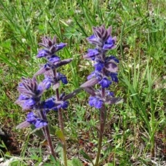 Ajuga australis (Austral Bugle) at Isaacs, ACT - 23 Oct 2020 by Mike