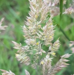 Holcus lanatus (Yorkshire Fog) at Umbagong District Park - 23 Oct 2020 by tpreston