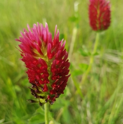 Trifolium incarnatum (Crimson Clover) at Latham, ACT - 23 Oct 2020 by trevorpreston