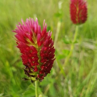 Trifolium incarnatum (Crimson Clover) at Latham, ACT - 23 Oct 2020 by tpreston