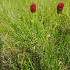 Trifolium incarnatum at Latham, ACT - 23 Oct 2020