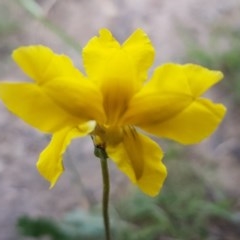 Goodenia pinnatifida (Scrambled Eggs) at Umbagong District Park - 23 Oct 2020 by tpreston