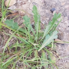 Goodenia pinnatifida at Latham, ACT - 23 Oct 2020