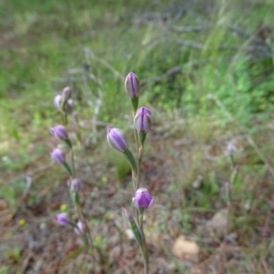 Thelymitra (Genus) (Sun Orchid) at Isaacs, ACT - 23 Oct 2020 by Mike
