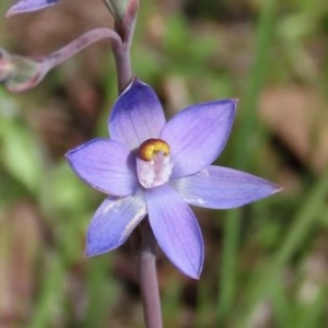 Thelymitra pauciflora at Theodore, ACT - 23 Oct 2020