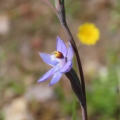 Thelymitra pauciflora at Theodore, ACT - suppressed