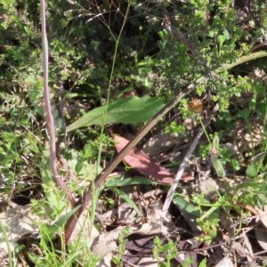 Thelymitra pauciflora at Theodore, ACT - 23 Oct 2020