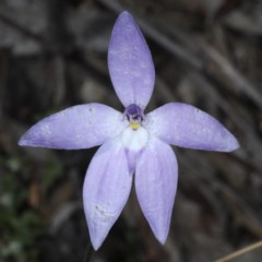 Glossodia major (Wax Lip Orchid) at Acton, ACT - 22 Oct 2020 by jb2602