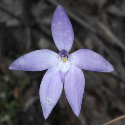 Glossodia major (Wax Lip Orchid) at Acton, ACT - 22 Oct 2020 by jbromilow50