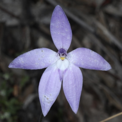 Glossodia major (Wax Lip Orchid) at Black Mountain - 22 Oct 2020 by jb2602