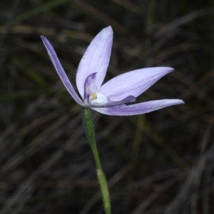 Glossodia major at Acton, ACT - suppressed