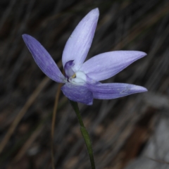 Glossodia major at Acton, ACT - suppressed