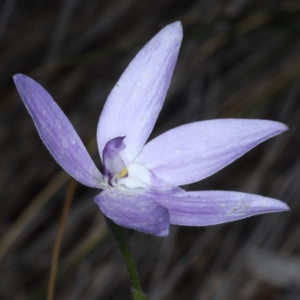 Glossodia major at Acton, ACT - 22 Oct 2020