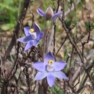 Thelymitra pauciflora at Theodore, ACT - 23 Oct 2020